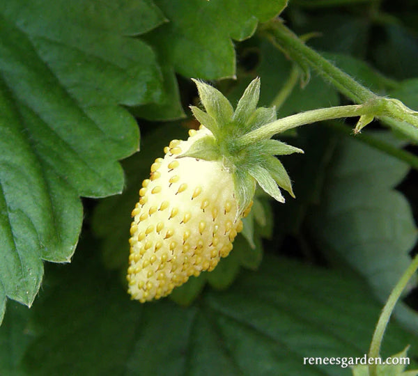 Strawberries Alpine Heirloom Pineapple