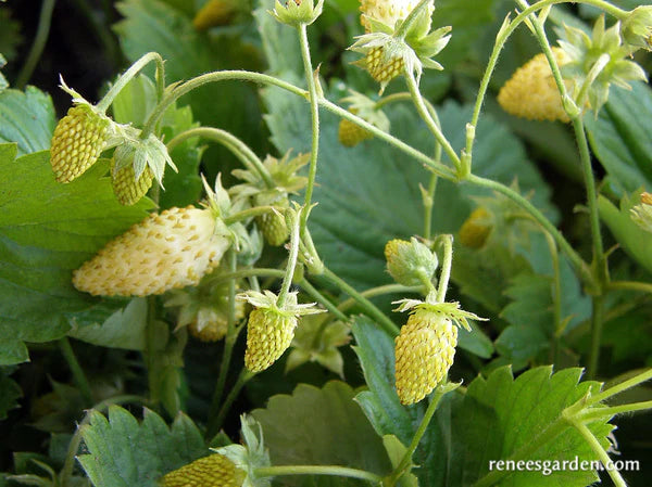 Strawberries Alpine Heirloom Pineapple