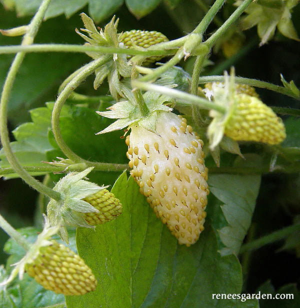 Strawberries Alpine Heirloom Pineapple