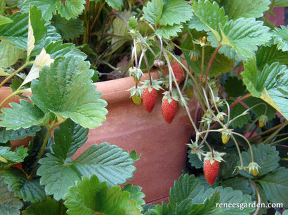 Strawberries Alpine Mignonette