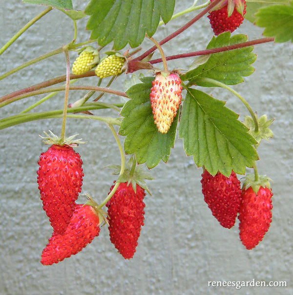 Strawberries Alpine Mignonette