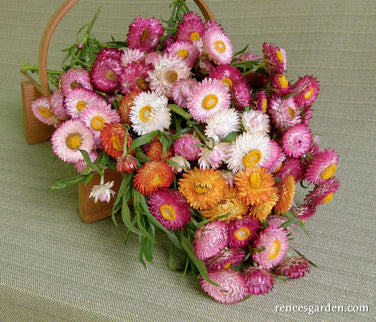 Strawflower Rainbow Mix