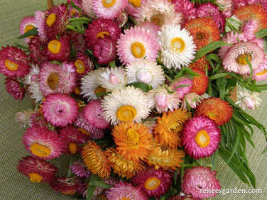 Strawflower Rainbow Mix