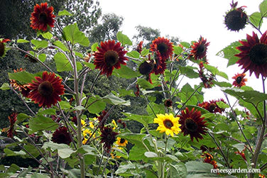 Sunflower Bright Bandolier