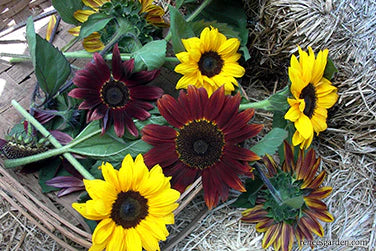 Sunflower Bright Bandolier