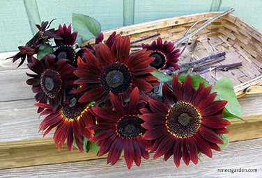 Sunflower Ornamental Cinnamon Sun