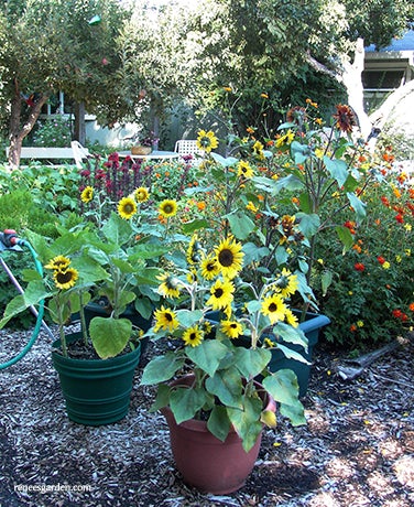 Sunflower Container Junior