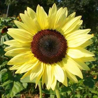 Sunflower Lemon Queen