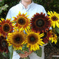 Sunflower Ornamental Royal Flush