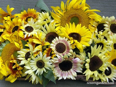 Scatter Garden Dancing Sunflowers