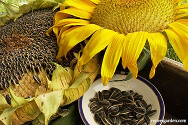 Sunflower Edible Snack Seed