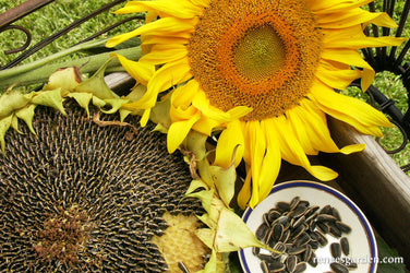 Sunflower Edible Snack Seed