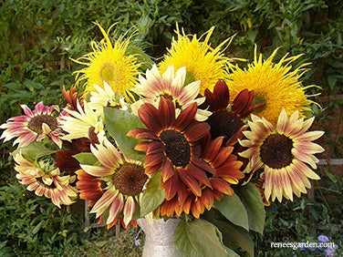 Sunflower Sun Samba Colour Mix
