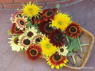 Sunflower Sun Samba Colour Mix