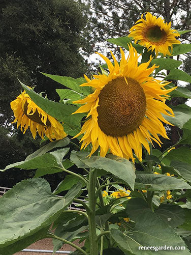 Sunflower Titan Giant