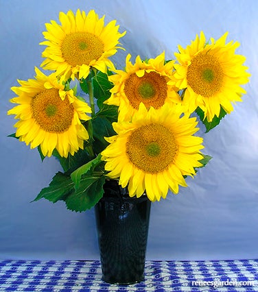 Sunflower Van Gogh