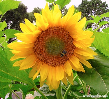 Sunflower Van Gogh