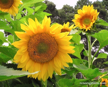 Sunflower Van Gogh