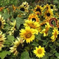 Sunflower Musicbox Short