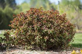 Spirea Superstar 2G