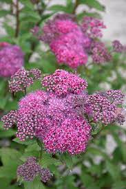 Spirea Superstar 2G