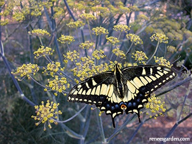 Fennel Super Pollinator/Butterfly