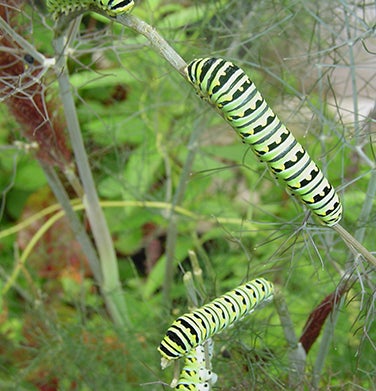 Fennel Super Pollinator/Butterfly