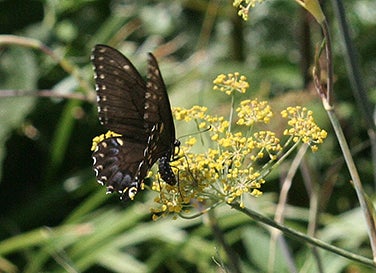 Fennel Super Pollinator/Butterfly