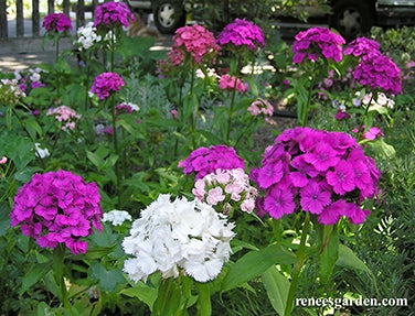 Sweet William Lace Mantle Scented