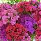 Sweet William Lace Mantle Scented