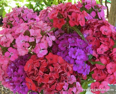 Sweet William Lace Mantle Scented