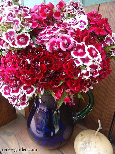 Sweet William Lace Mantle Scented