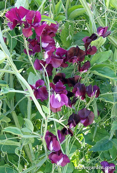 Sweet Pea Zinfandel Scented