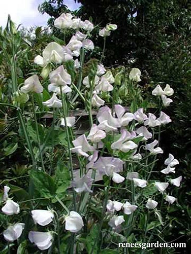 Sweet Pea April in Paris Scented