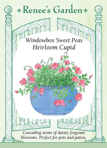 Sweet Pea Window Box Container Cupid Scented