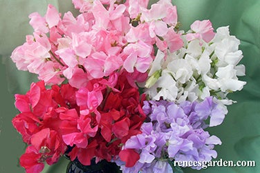 Sweet Pea Chiffon Elegance Early