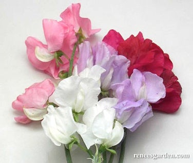 Sweet Pea Chiffon Elegance Early