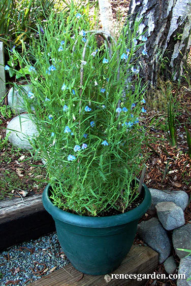 Sweet Pea Electric Blue Container