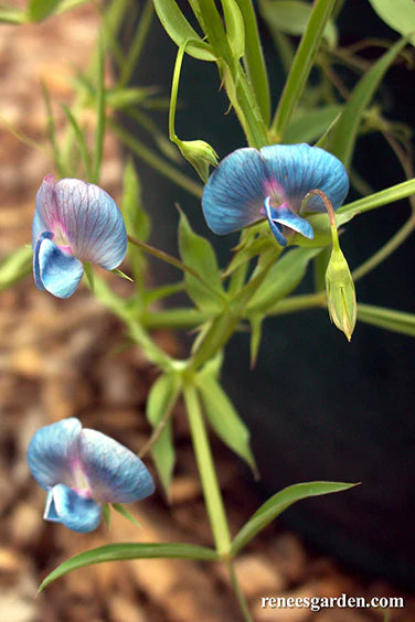 Sweet Pea Electric Blue Container