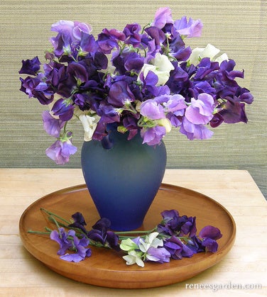 Sweet Pea Mermaid's Dream Scented