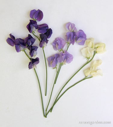 Sweet Pea Mermaid's Dream Scented