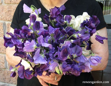 Sweet Pea Mermaid's Dream Scented