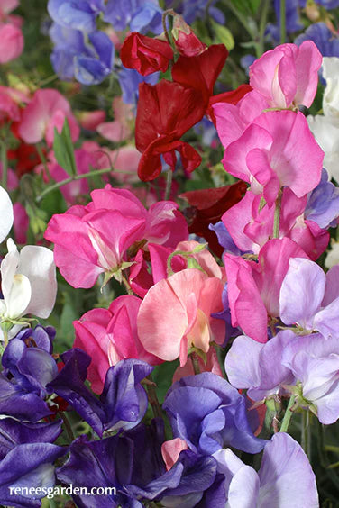 Sweet Pea Perfume Delight