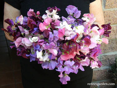 Sweet Pea Perfume Delight