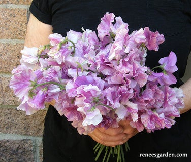 Sweet Pea Raspberry Sweet Pea Raspberry Twirls Scented – Garden Girl