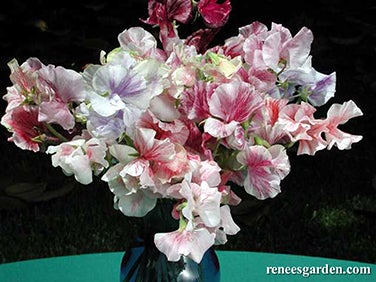 Sweet Pea Saltwater Taffy Swirls Scented
