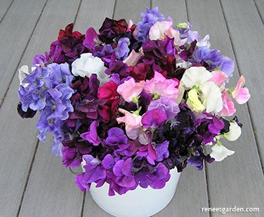 Sweet Pea Spencer Ruffled Scented