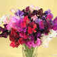 Sweet Pea Spencer Ruffled Scented