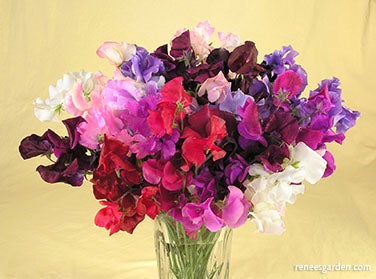 Sweet Pea Spencer Ruffled Scented