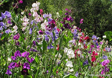 Sweet Pea Spencer Ruffled Scented